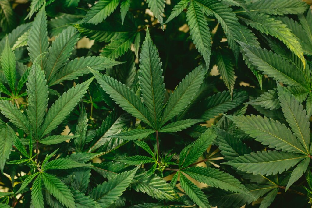 The Daily Green Loyalty