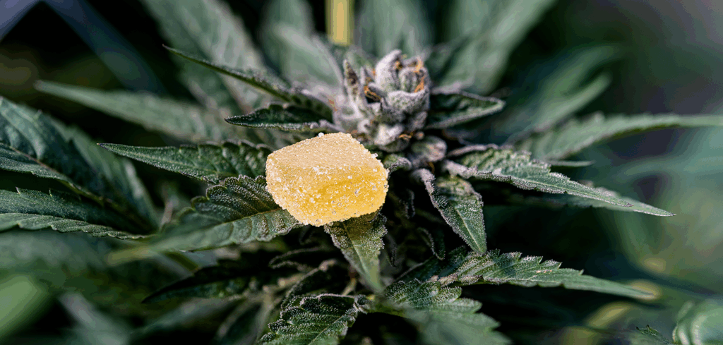 Yankee Stadium yankees The Daily Green cannabis dispensary near me dispensary times square new york city nyc manhattan midtown cannabis near me manhattan cannabis weed dispensary manhattan weed in midtown