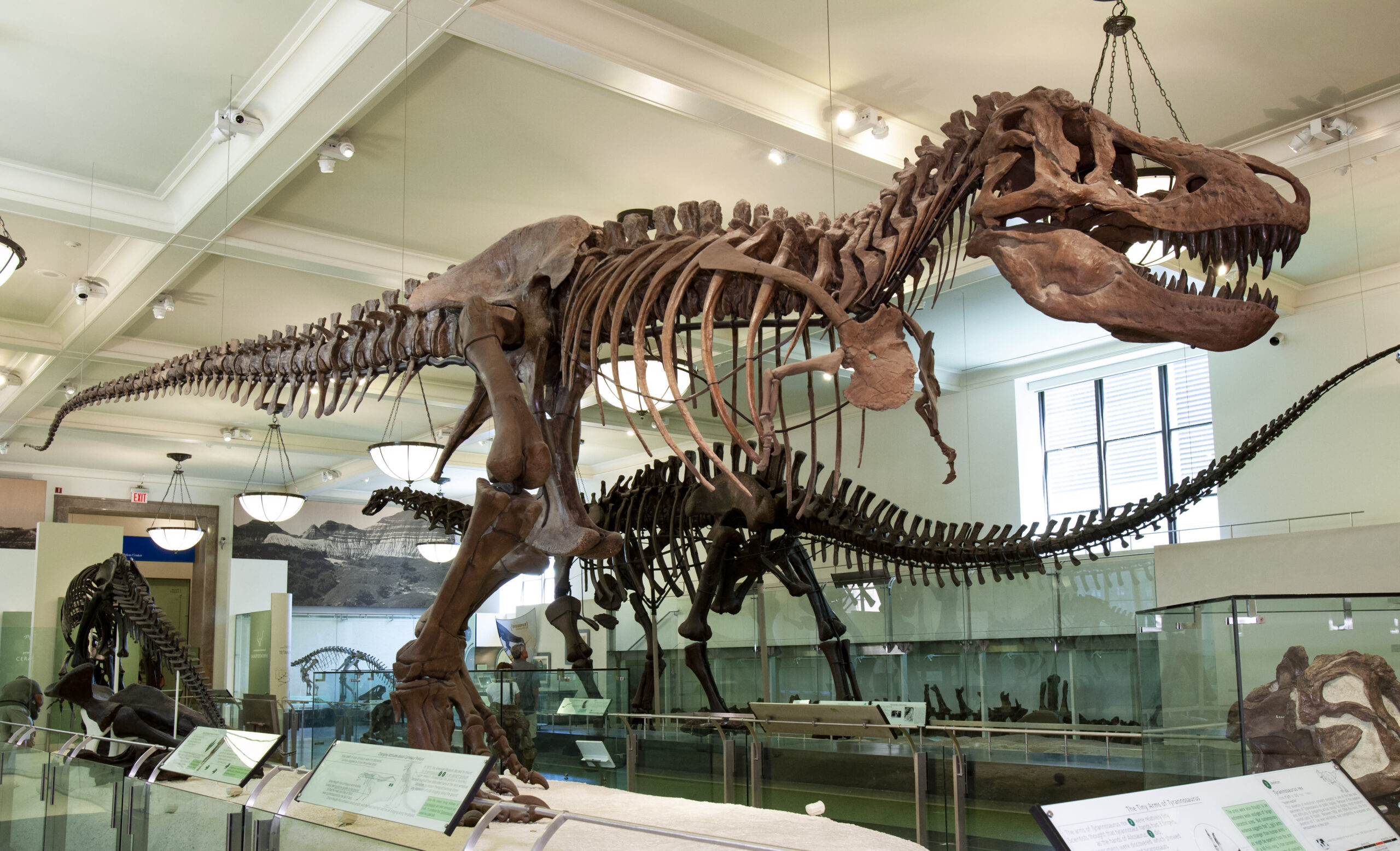 Natural History Museum The Museum of Natural History The Daily Green cannabis dispensary near me dispensary times square new york city nyc manhattan midtown cannabis near me manhattan cannabis weed dispensary manhattan weed in midtown