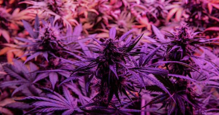 5 Top-Shelf Cannabis Flower Brands top weed brands best cannabis flower NYC cannabis tourism NYC Visit The Daily Green cannabis dispensary near me dispensary times square new york city nyc manhattan midtown cannabis near me manhattan cannabis weed dispensary manhattan weed in midtown