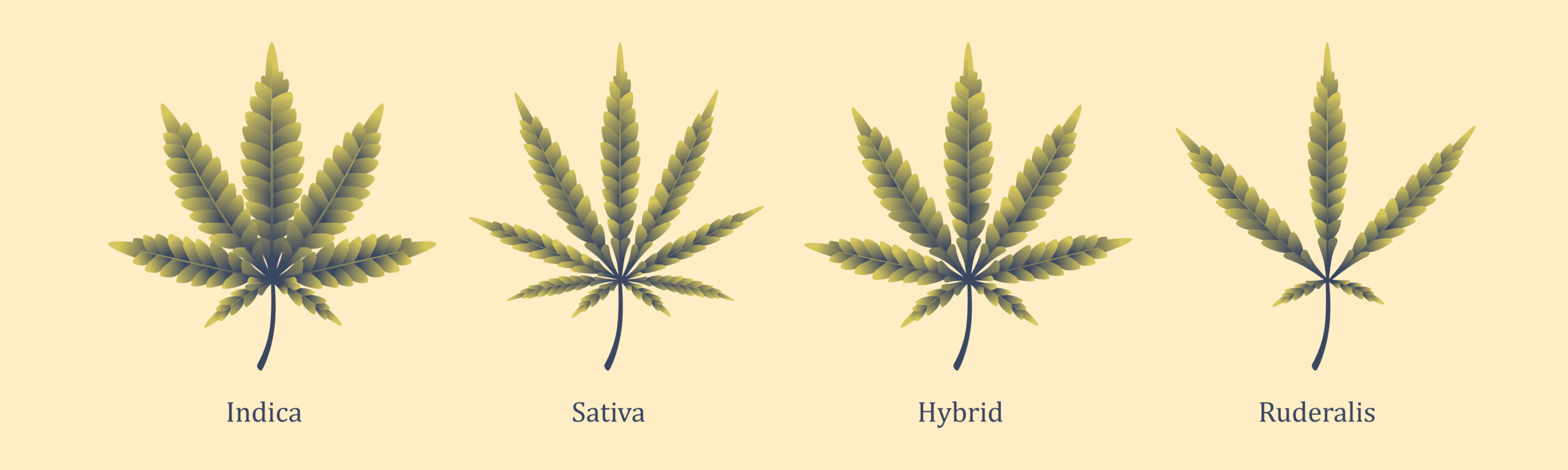 5 Top-Shelf Cannabis Flower Brands top weed brands best cannabis flower NYC cannabis tourism NYC Visit The Daily Green cannabis dispensary near me dispensary times square new york city nyc manhattan midtown cannabis near me manhattan cannabis weed dispensary manhattan weed in midtown