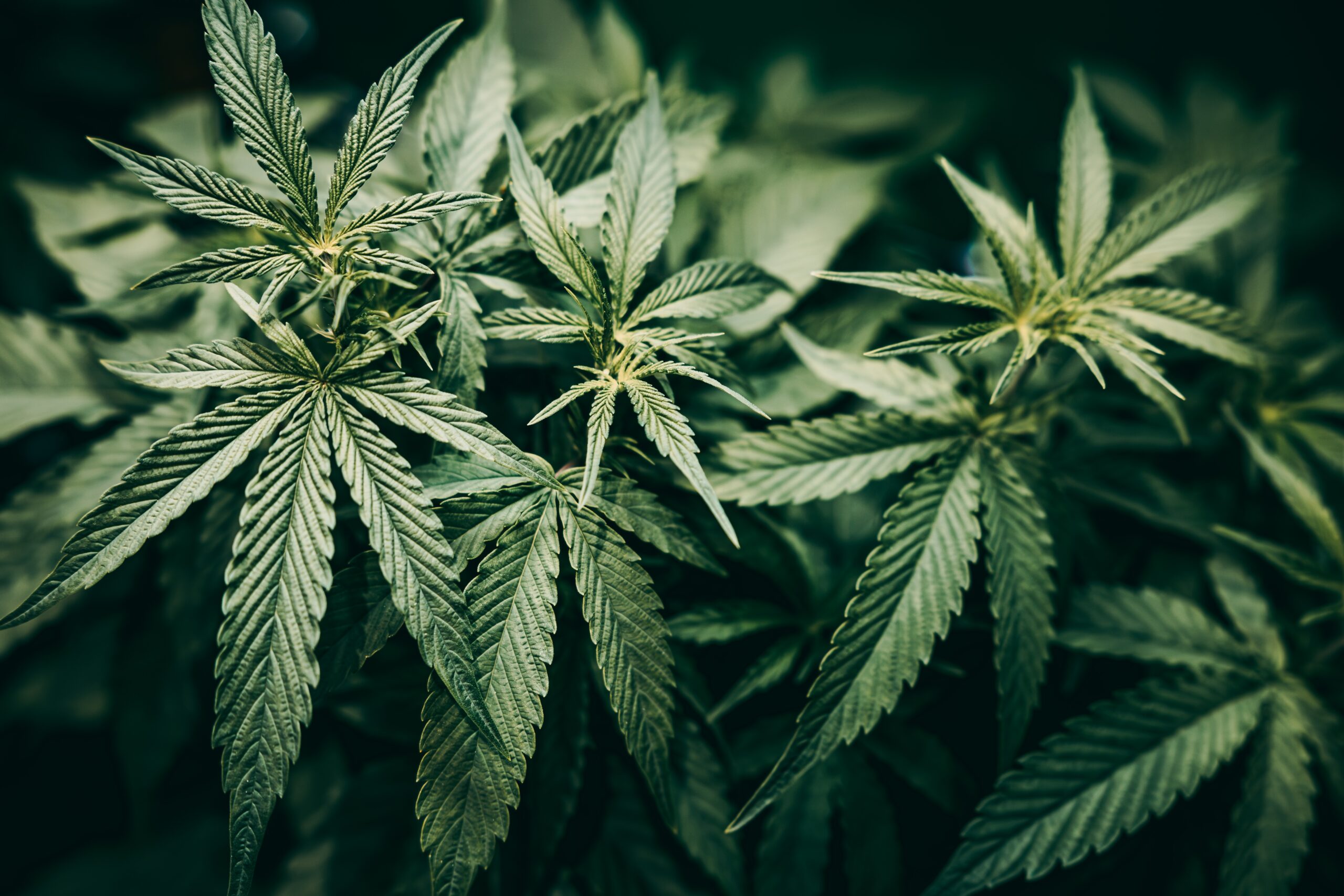 5 Top-Shelf Cannabis Flower Brands top weed brands best cannabis flower NYC cannabis tourism NYC Visit The Daily Green cannabis dispensary near me dispensary times square new york city nyc manhattan midtown cannabis near me manhattan cannabis weed dispensary manhattan weed in midtown